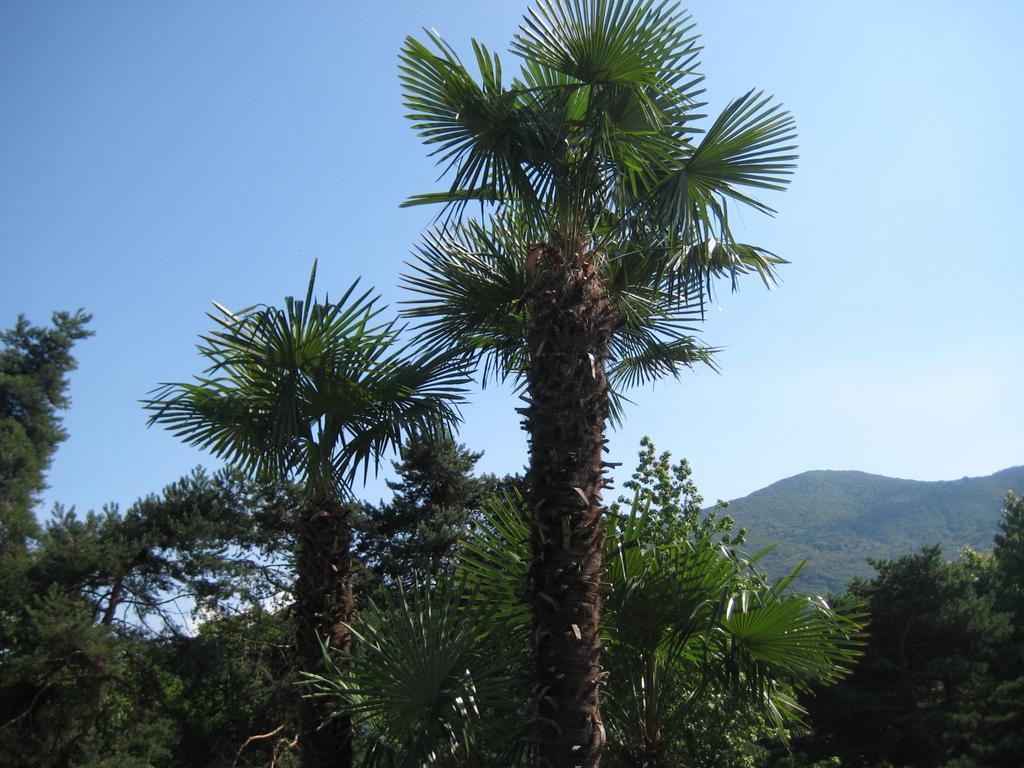 Villa Margherita Lake Maggiore 외부 사진